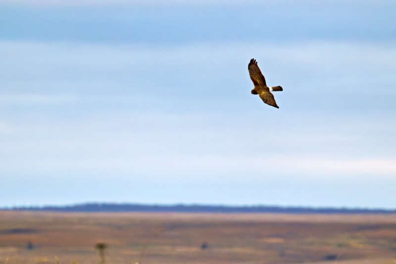 Northern Harrier in Flight