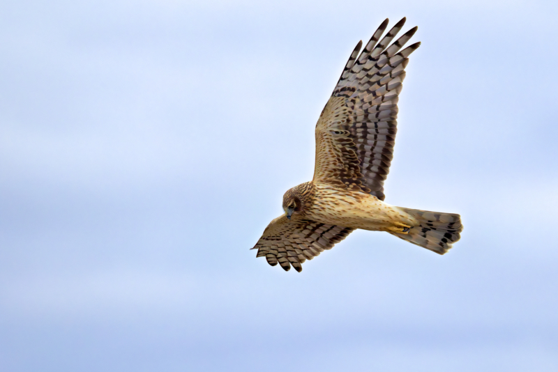 Northern Harrier Precision in Motion