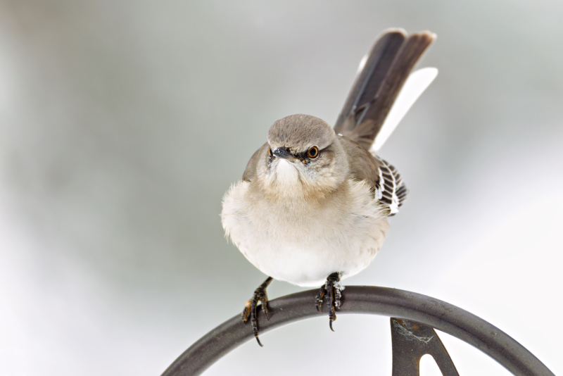 Northern Mockingbird in Winter: A Bold Backyard Visitor