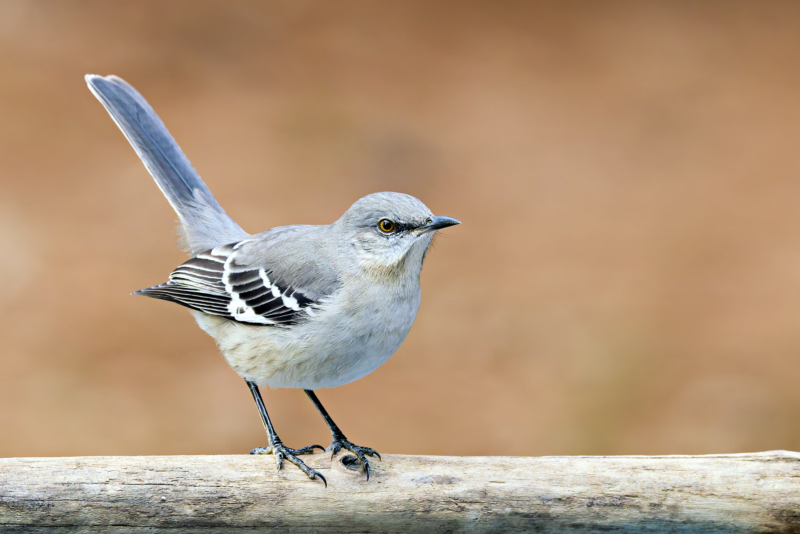 Northern Mockingbird Tyrant of my Backyard