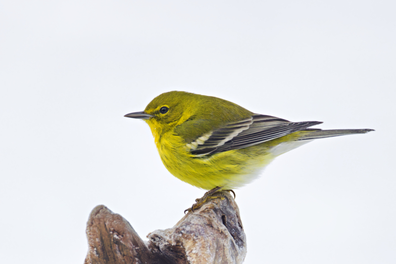 Pine Warbler Adds Color to the Winter Landscape