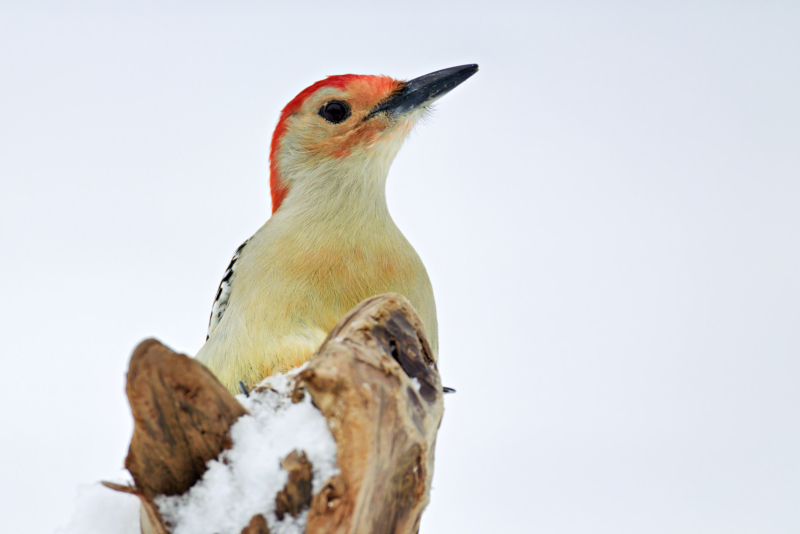 Curious Woodpecker Close-Up