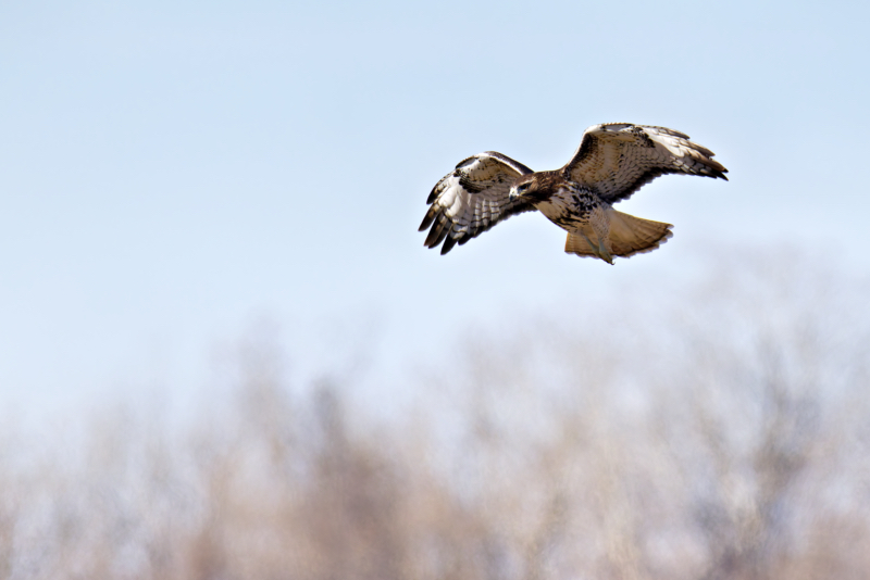 Red-tailed Hawk Suspended Hunger