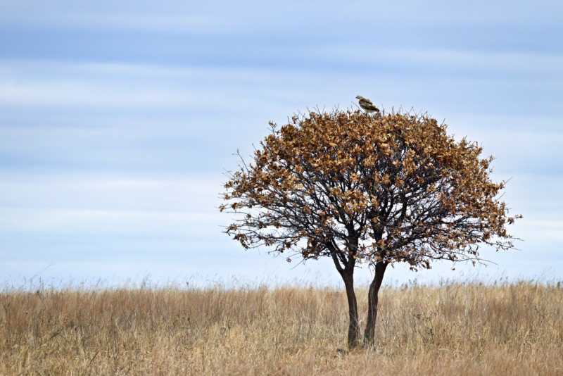 Red-tailed Hawk - Sentinel of the Prairie