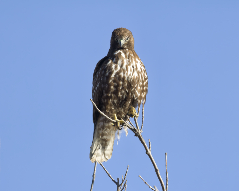 Red-Tailed Hawk’s Intense Gaze