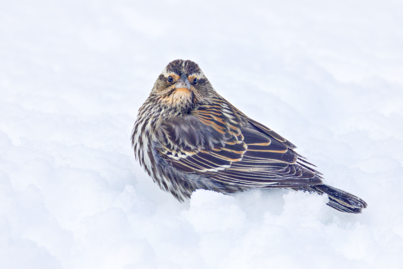 Female Red-winged Blackbird Resting in the Snow