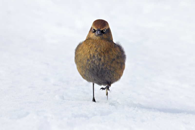 Rusty Blackbird’s Winter Stride