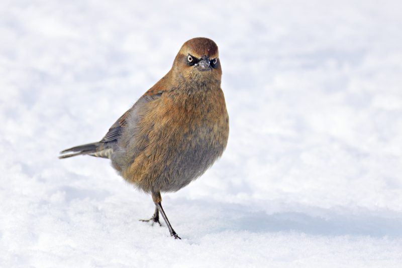 Rusty Blackbird Strolling in the Snow