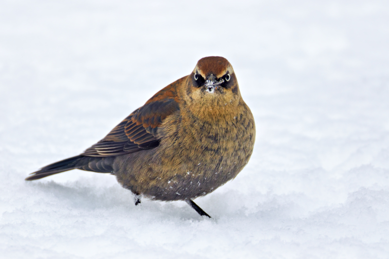 Front-Facing Rusty Blackbird in Snow