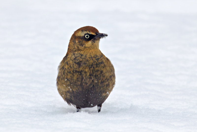 Profile of a Rusty Blackbird