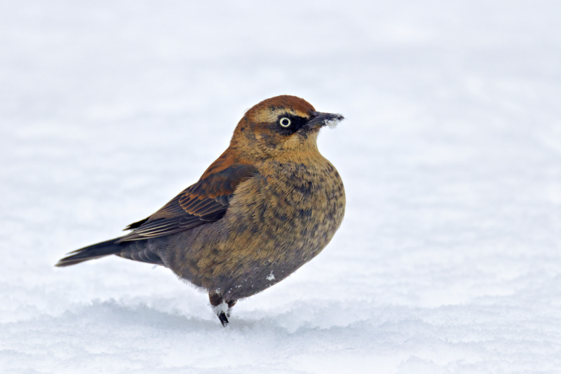 Rusty Blackbird Against a Snowy Backdrop