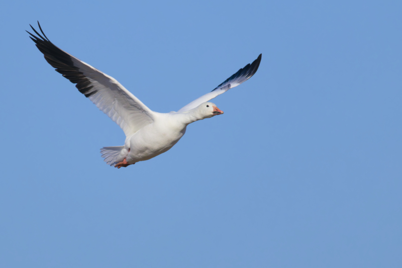 Snow Goose in Graceful Flight On A Winter Morning