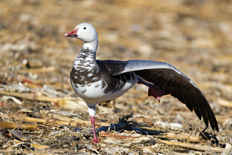 A Snow Goose Stretches in Sequoyah’s Cornfield