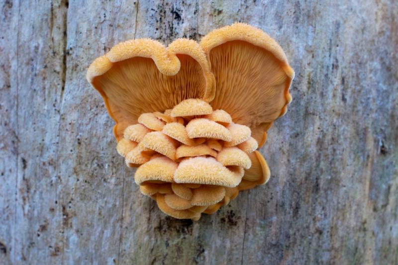 Orange Mock Oyster Mushroom on a Tree Trunk