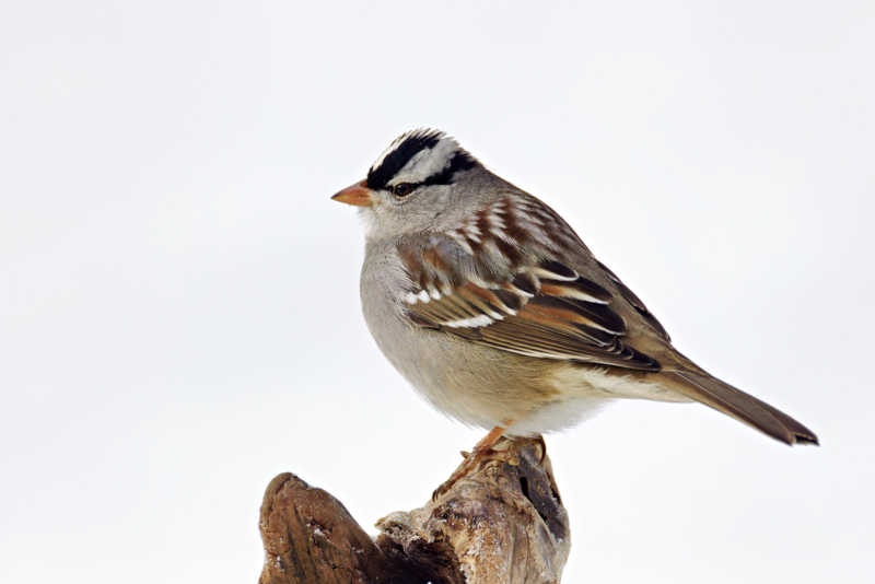 White-crowned Sparrow in the Snow