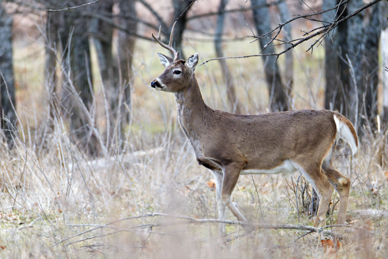 One-Antlered Buck in the Winter Woods