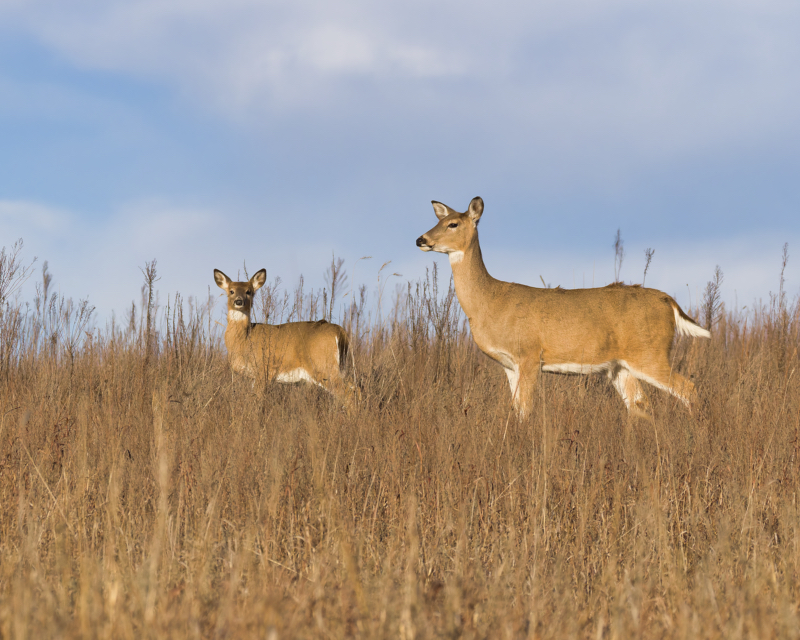 White-Tailed Deer in Tallgrass Prairie