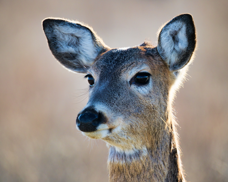 Portrait of a White-Tailed Doe