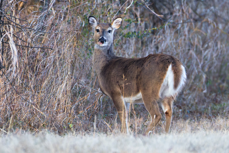 Winter Morning Encounter with a White-tailed Doe at Sequoyah Refuge