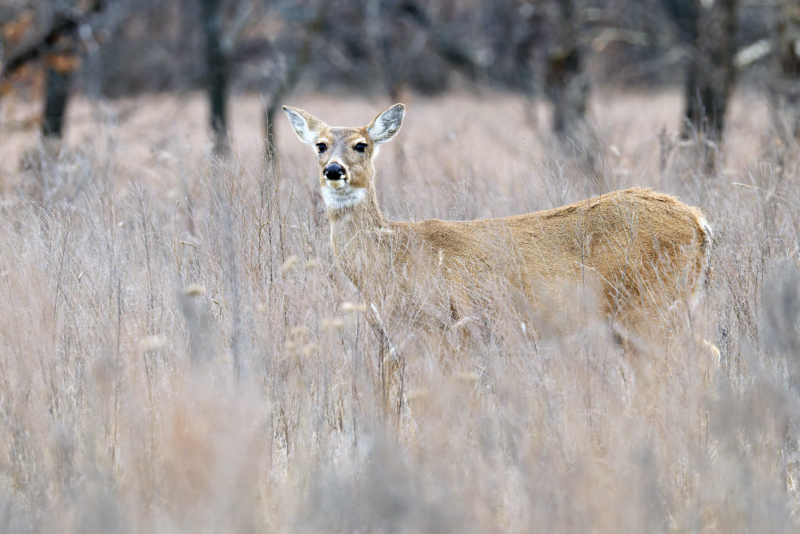 Elegant Doe in the Winter Grass