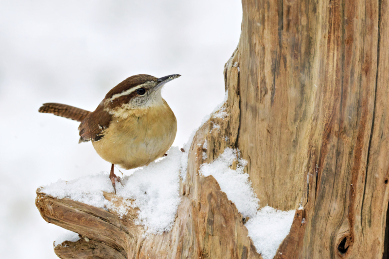 Carolina Wren on a Snowy Perch