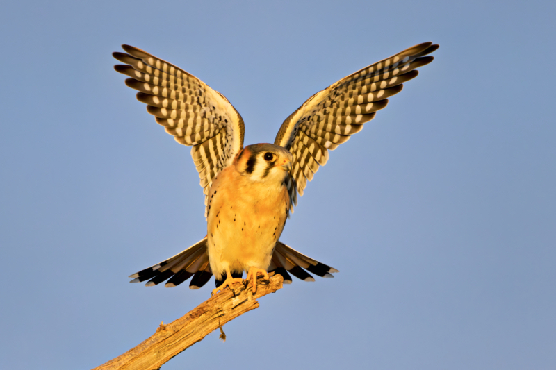 An American Kestrel Takes Flight