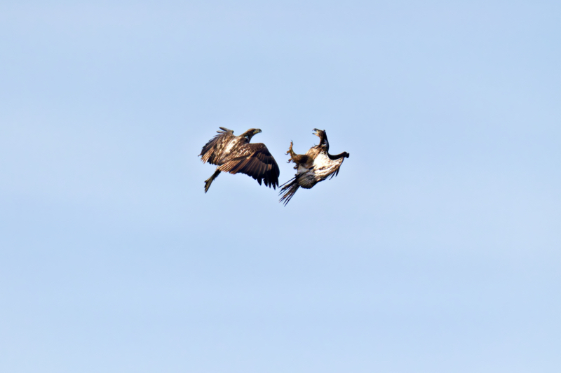 Mid-Air Clash: Young Bald Eagles in Battle