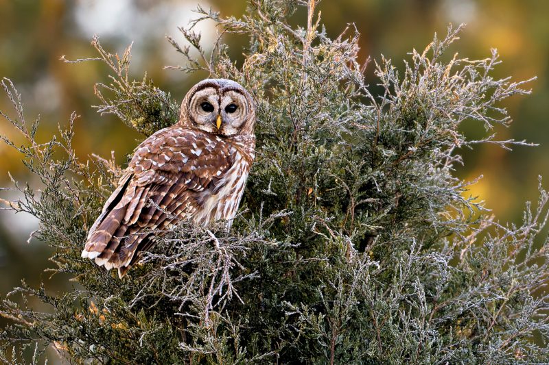 Silent Watcher: Barred Owl at Dawn