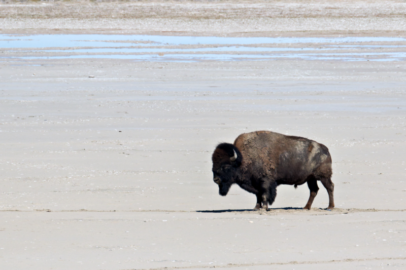 Solitude in the Salt Flats