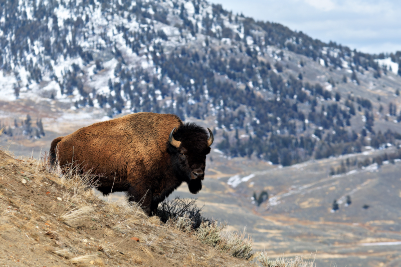 American Bison - Solitude in the Wild