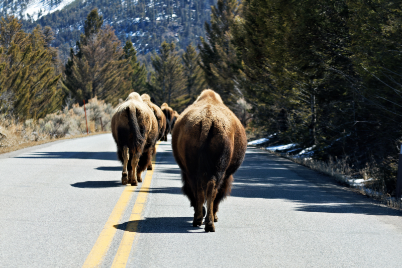 The Road Less Traveled: Bison on the Move