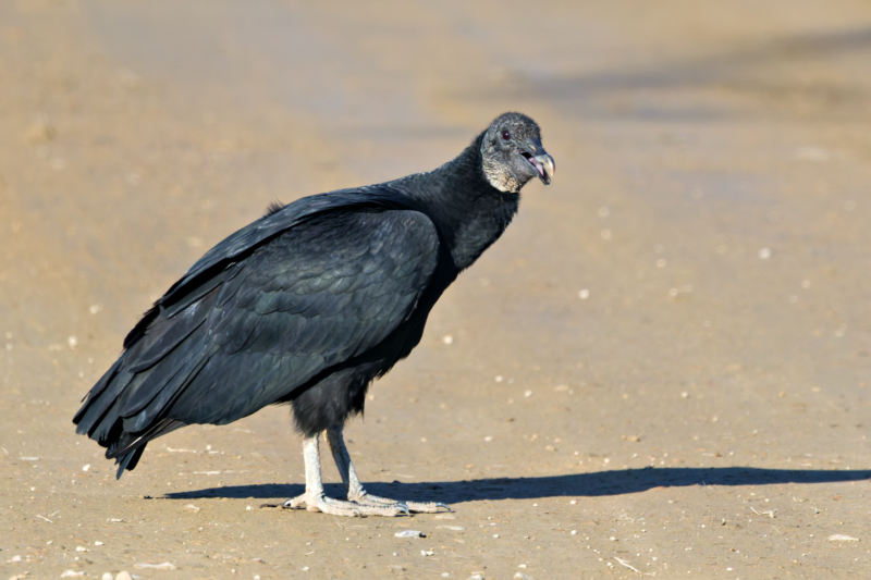 Black Vulture - The Watchful Scavenger