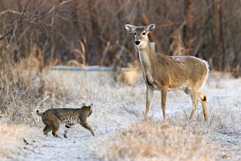 Deer and Bobcat Face Off