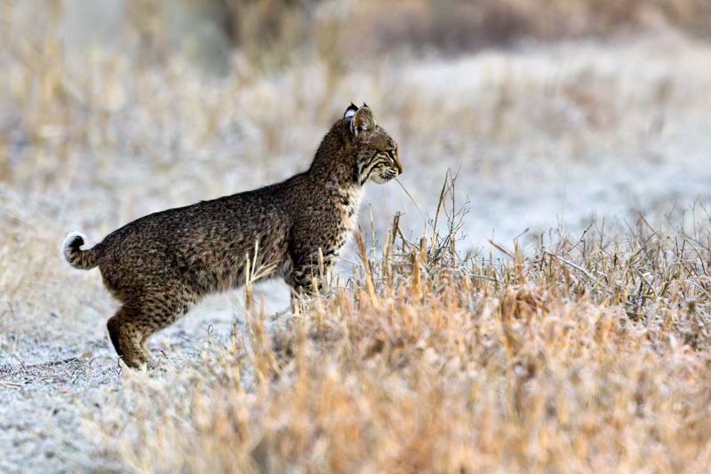 A Bobcat Emerges from the Brush