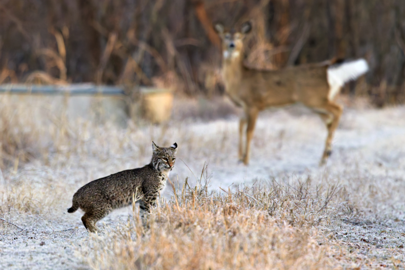 Bobcat on the Hunt: Tracking a Scent