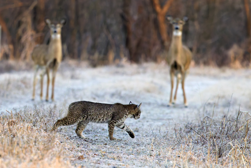 A Silent Exit: Bobcat Disappears into the Wild