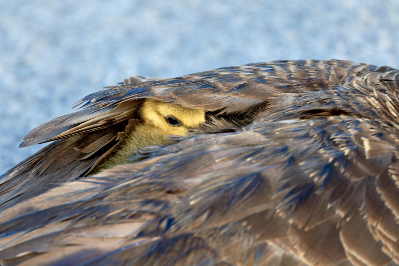 Canada Goose Gosling Nestled Under Wing