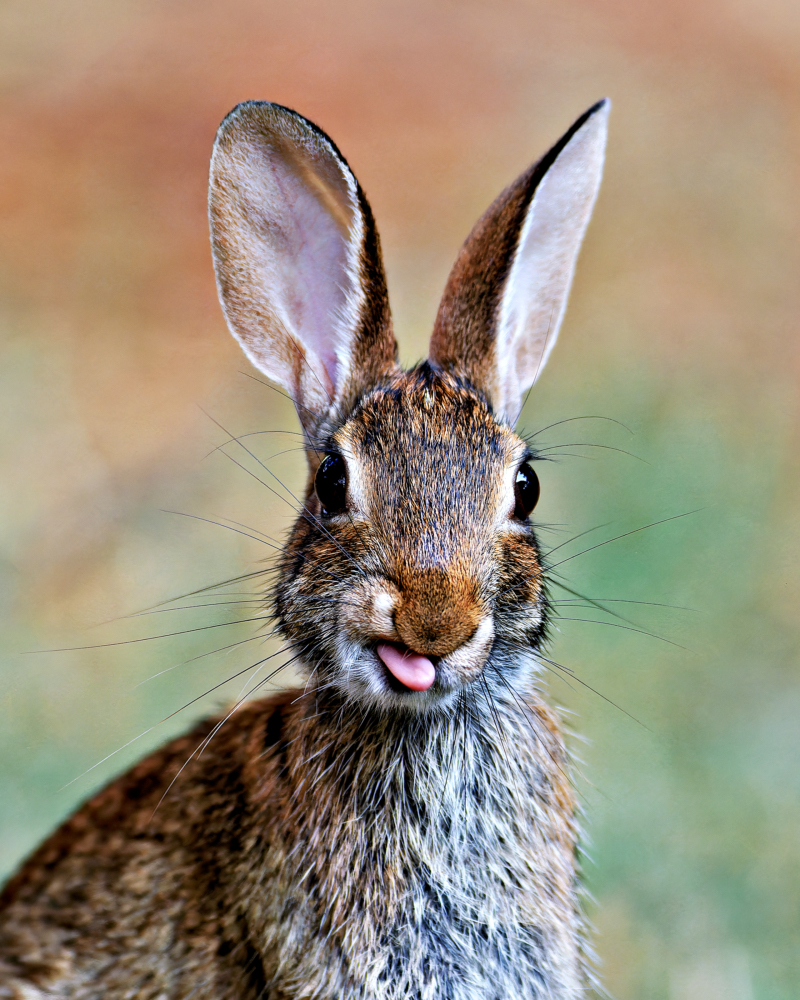 An Intimate Wildlife Portrait of a Cheeky Rabbit