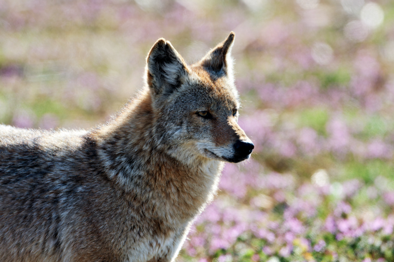 Golden Light and Shadows: A Coyote’s Portrait in Perfect Illumination