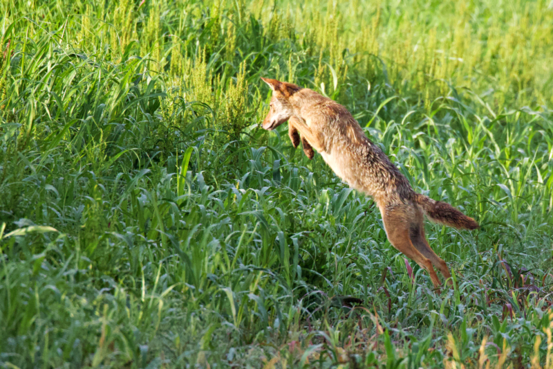 Wildlife Action Photography: A Coyote in Mid-Air Precision