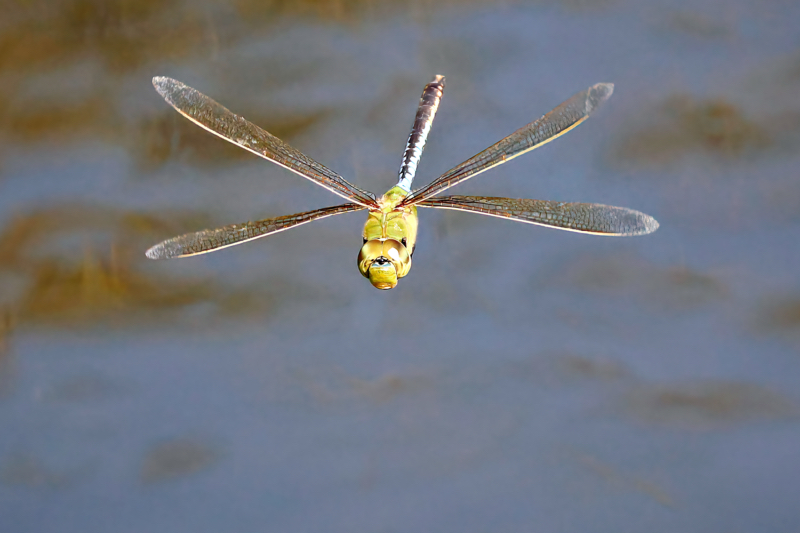 Capturing the Precision of a Dragonfly in Flight