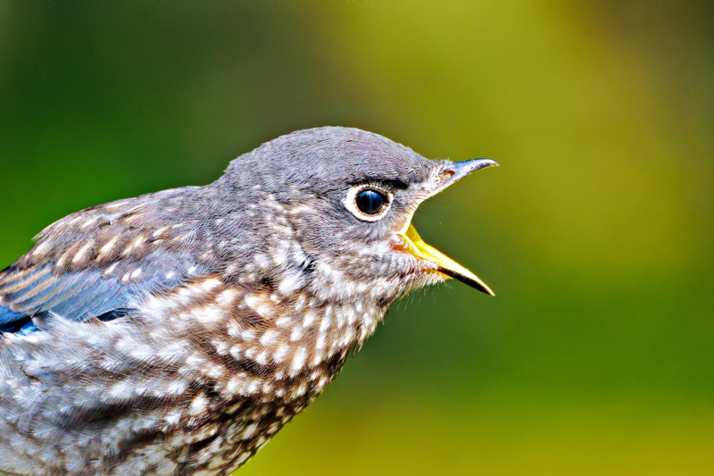 Intimate Wildlife Portrait of an Eastern Bluebird Fledgling