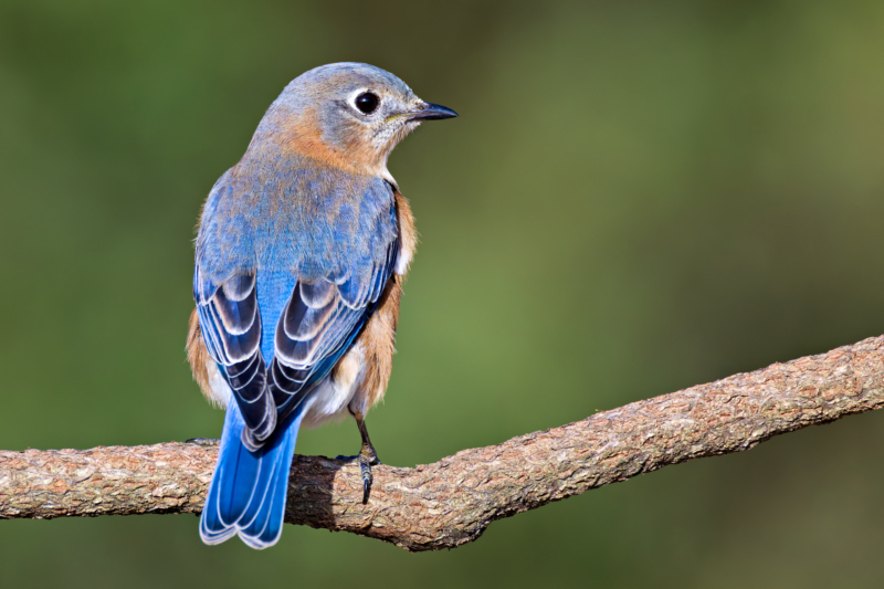 Eastern Bluebird in Focus