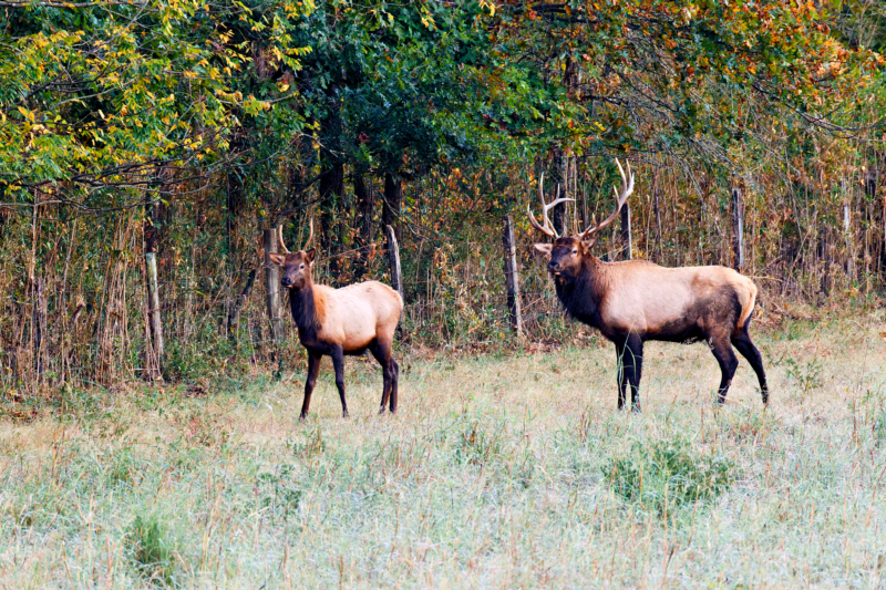 Majestic Pair: Elk in Their Natural Habitat