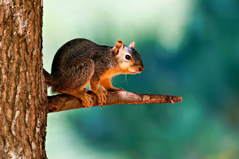 Sunlit Vigil: A Fox Squirrel’s Watchful Perch