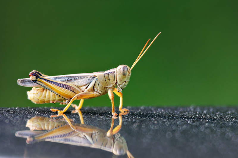 Reflections of Nature: A Grasshopper’s Unexpected Perch