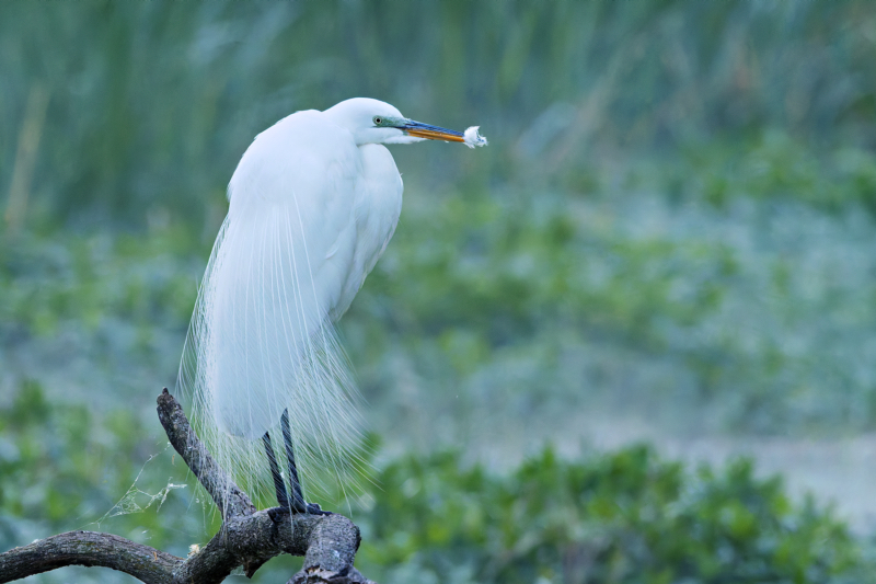 Grace in the Gloom: Great Egret in Low Light