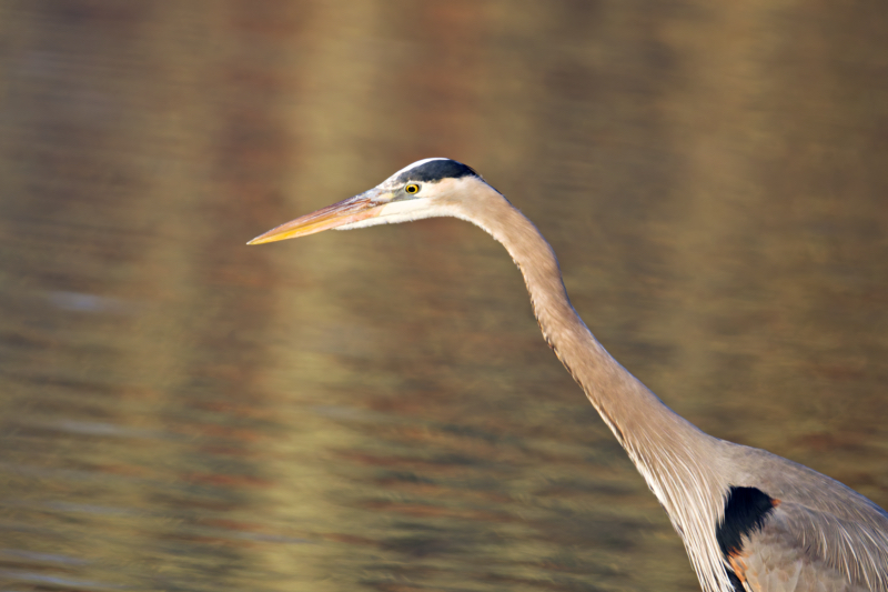 Great Blue Heron - Focused Hunter