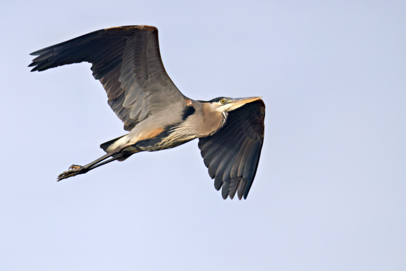 Grace in Motion: The Majestic Flight of a Great Blue Heron