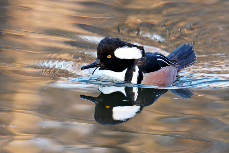 Mirror Image: A Hooded Merganser’s Perfect Reflection